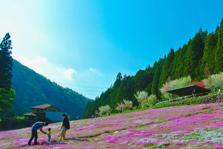 おばあちゃんがコツコツ育んだ絶景 岐阜にある 國田家の芝桜 はみる価値あり Retrip リトリップ