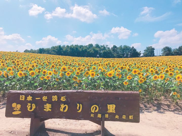 【終了】日本最大規模の圧巻の景色を堪能。大人気の「北竜町ひまわりまつり」が開催