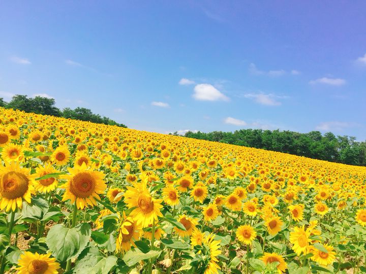 夏休みは北海道へ 一面黄色の 北竜町ひまわりの里 が絶景すぎる Retrip リトリップ