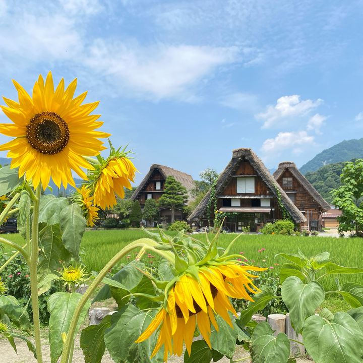 実は冬より夏がおすすめ！今年の夏は”白川郷"でのんびり過ごさない？