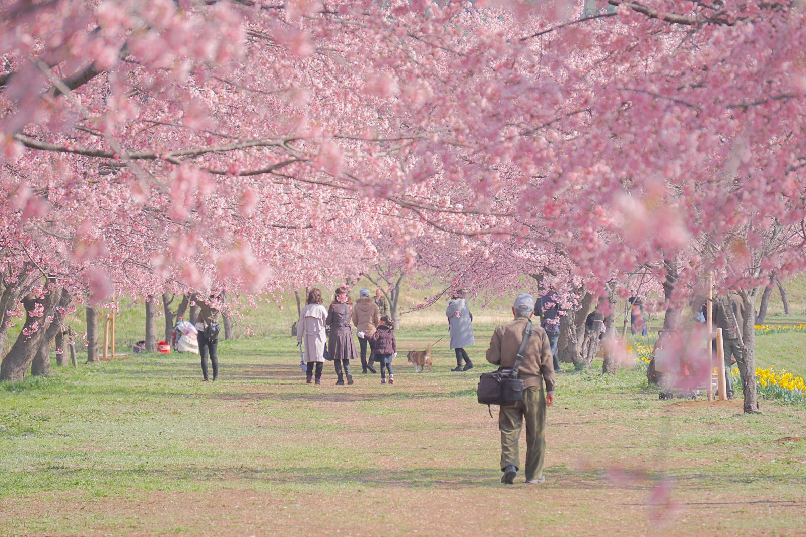 北浅羽桜堤公園 Retrip リトリップ