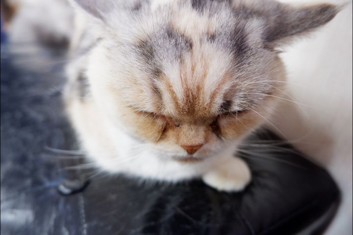 犬派のあなたにオススメ 可愛い犬達と触れ合える わんわんランド で癒しの時間を Retrip リトリップ