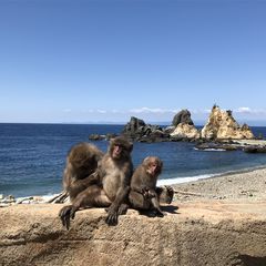 21最新 南伊豆町の人気動物園 水族館ランキングtop1 Retrip リトリップ