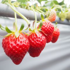 小豆島はレジャーアイランド 楽しめるおすすめアクティビティ選 Retrip リトリップ