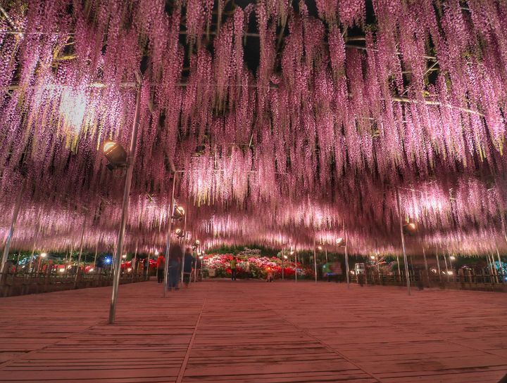 お出かけにぴったりの季節！東京近郊の5月に見頃を迎えるお花スポット8選