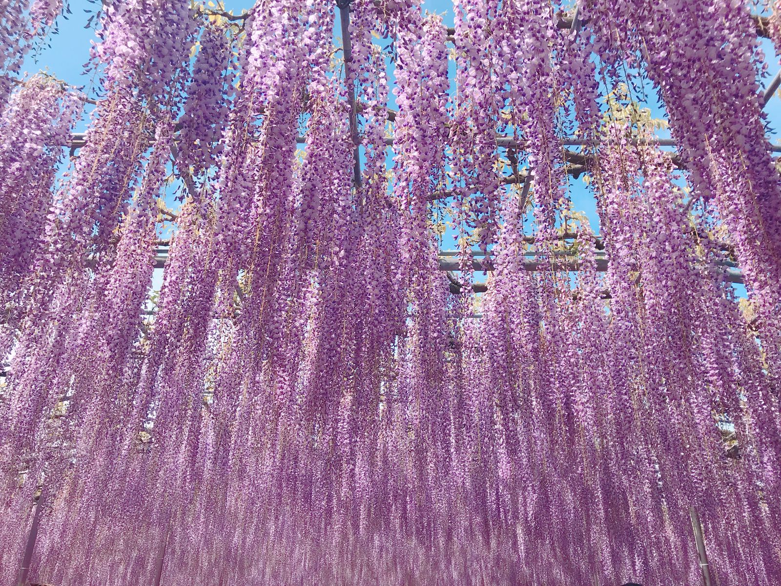 13枚目の画像 桜だけじゃない 東京都内から気軽に行ける 春におすすめな花畑 7選 Retrip リトリップ