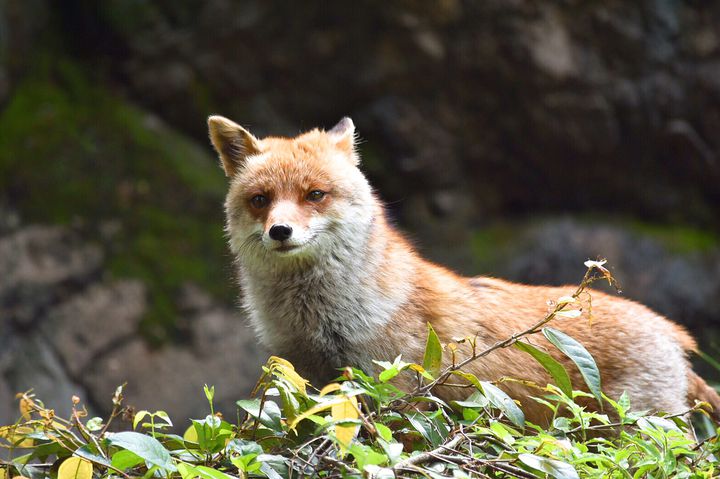 次の週末はどこに行こう 関東で人気の動物園ランキングtop15 Retrip リトリップ