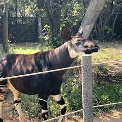 最新 神奈川の人気動物園 水族館ランキングtop28 Retrip リトリップ