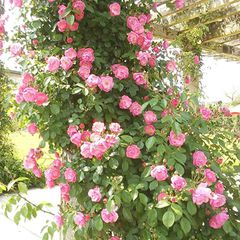 バラの香りに癒される 鹿児島 かのやばら園 でしたい5つのこと Retrip リトリップ