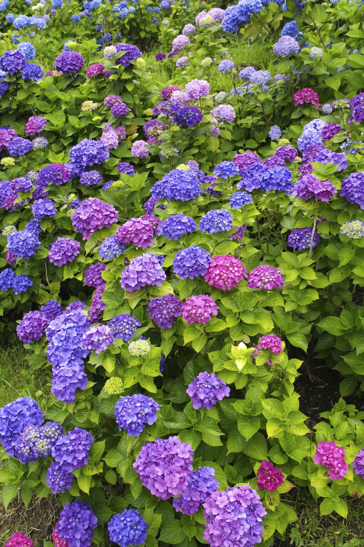 梅雨の訪れを感じて 北海道の紫陽花おすすめスポット7選 Retrip リトリップ