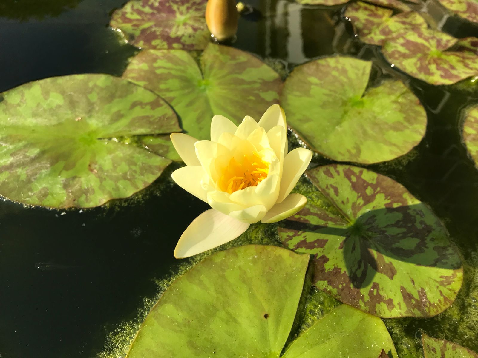 倉敷イチオシ観光スポット 大原美術館 誰もが満足その理由とは Retrip リトリップ