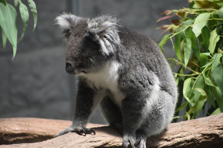 思いっきりはしゃいじゃおう 大人も楽しめる関西の動物園ランキングtop15 Retrip リトリップ