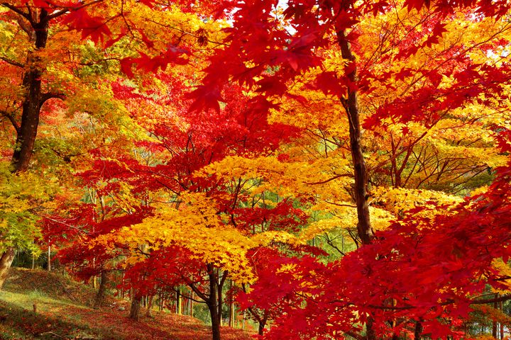 今年の秋はここで決まり！兵庫の紅葉スポット10選 | RETRIP