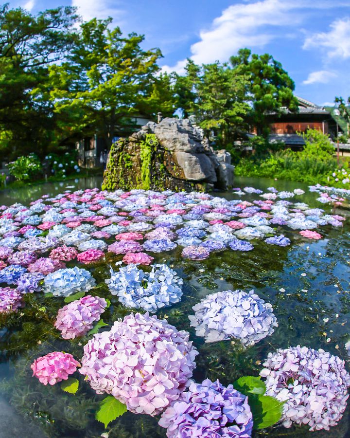 大阪の最強穴場紅葉スポット 花の名所 久安寺 の真っ赤な紅葉が美しすぎる Retrip リトリップ