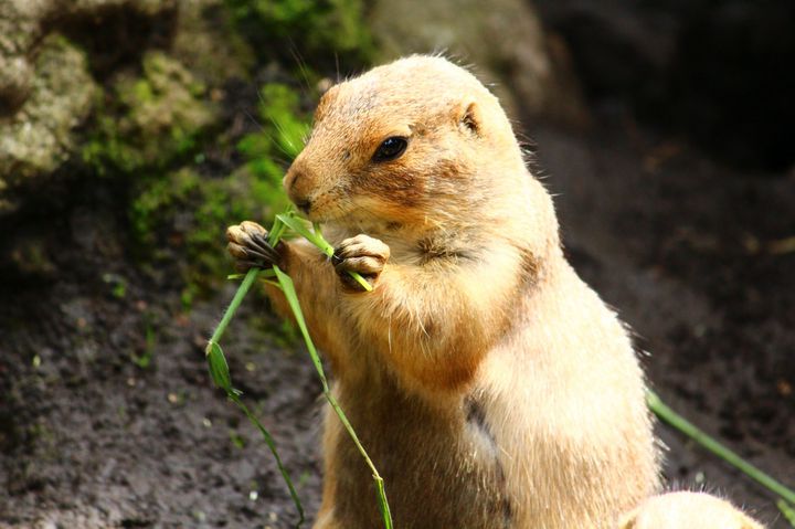 パンダだけじゃない 上野動物園 の見るべき魅力的な動物達 Retrip リトリップ