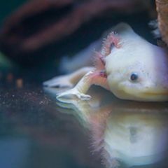 最新 埼玉の人気水族館ランキングtop2 Retrip リトリップ