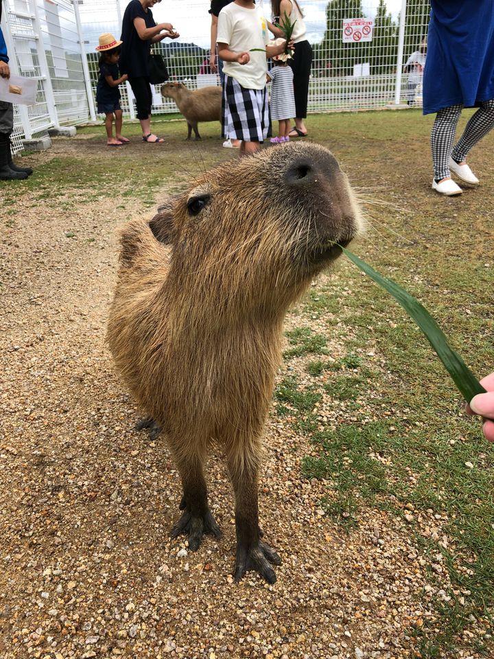 滋賀農業公園 ブルーメの丘
