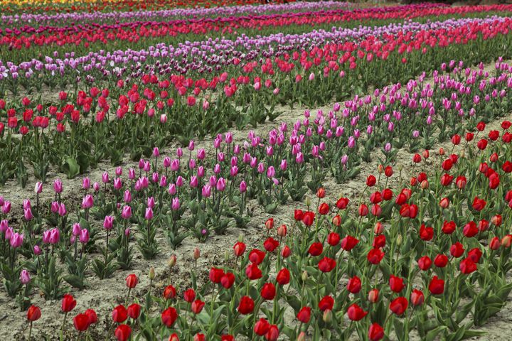 滋賀農業公園 ブルーメの丘