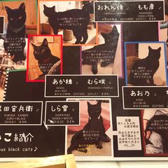 にゃんともいえない癒しの空間 兵庫の黒猫専門猫カフェ ねこびやか が気になる Retrip リトリップ