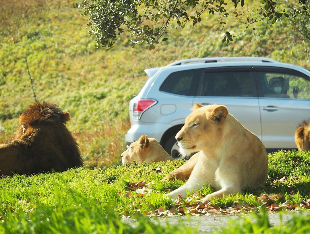 思いっきりはしゃいじゃおう 大人も楽しめる関西の動物園ランキングtop15 Retrip リトリップ