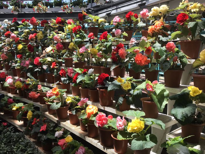 東北の春はこれから 東北地方の旅したくなる 春のお花畑スポット 10選 Retrip リトリップ