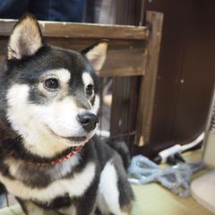 京都の柴犬カフェとグッズがあるスポット5選 Retrip リトリップ
