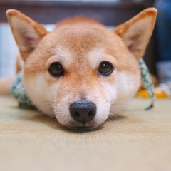 京都の柴犬カフェとグッズがあるスポット5選 Retrip リトリップ