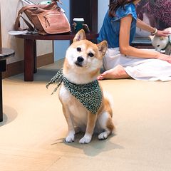 京都の柴犬カフェとグッズがあるスポット5選 Retrip リトリップ