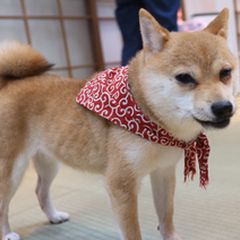 京都の柴犬カフェとグッズがあるスポット5選 Retrip リトリップ