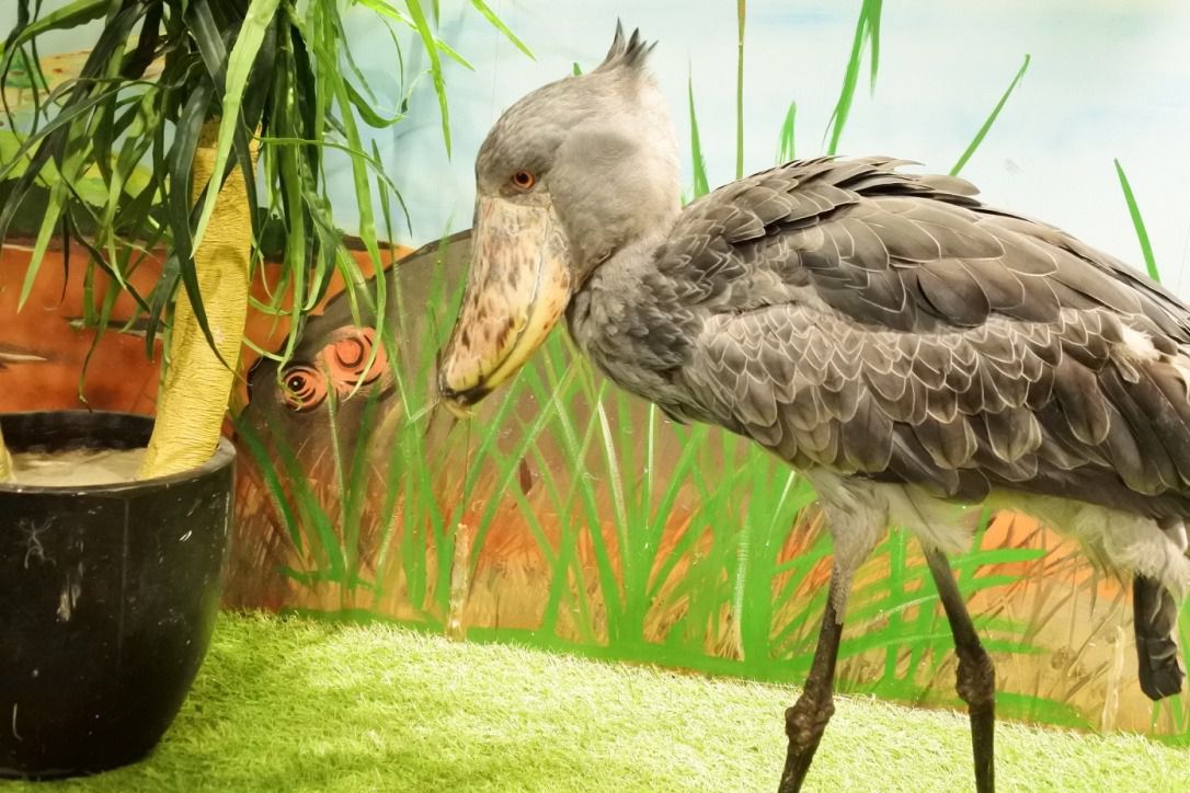 閉店 ショッピングモール内 めっちゃさわれる動物園 でしたい5つのこと Retrip リトリップ