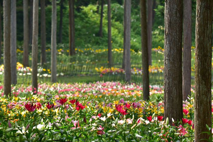 岐阜が誇る絶景 谷汲ゆり園 が今年も開園します Retrip リトリップ