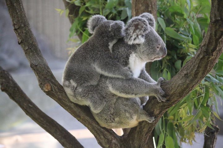 大人になっても行きたい！おでかけにピッタリな日本全国の「動物園」7選