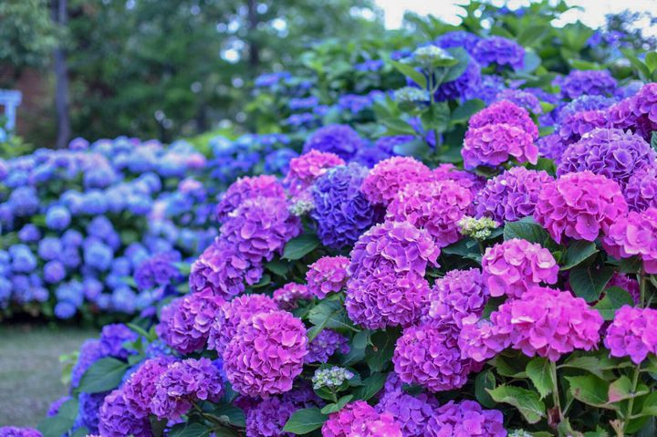 雨でもお出かけしたくなる 関西にある 梅雨の季節を彩る 紫陽花スポット9選 Retrip リトリップ