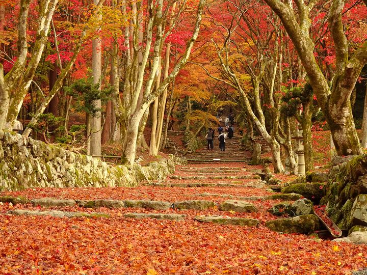 ひとり旅×秋の絶景。カメラ片手に出かけたい秋の絶景ひとり旅スポット12選