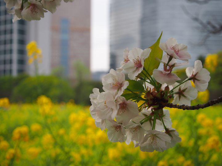 春だけ会える絶景 関東近郊の 菜の花 桜 のおすすめ絶景スポット10選 Retrip リトリップ