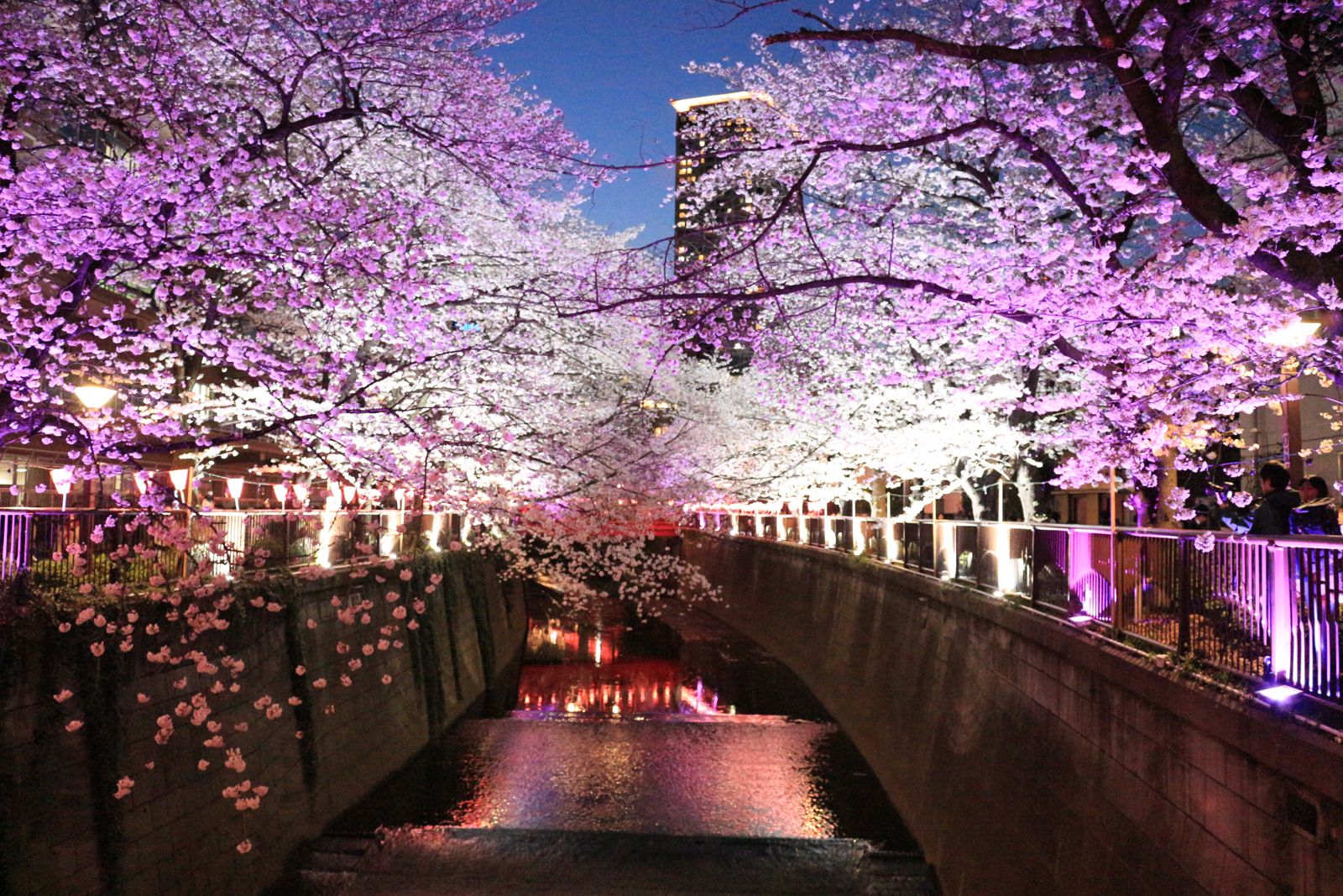 恋人と桜を ふたりじめ できる 東京都内の 絶景夜桜デート スポット8選 Retrip リトリップ