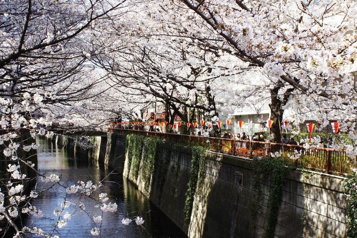 デートや女子会にも ゆったりとお花見ができる東京都内のカフェ レストラン7選 Retrip リトリップ