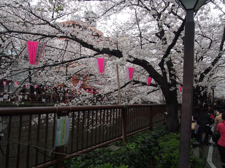 華やかな桜酉 フラワーアレンジメント 華やかな桜酉 フラワーアレンジメント