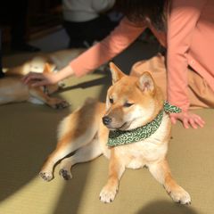 癒しが足りないあなたへ 東京都内の犬カフェ 犬と触れ合える場所10選 Retrip リトリップ