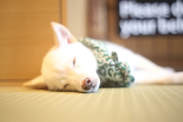 癒しが足りないあなたへ 東京都内の犬カフェ 犬と触れ合える場所10選 Retrip リトリップ