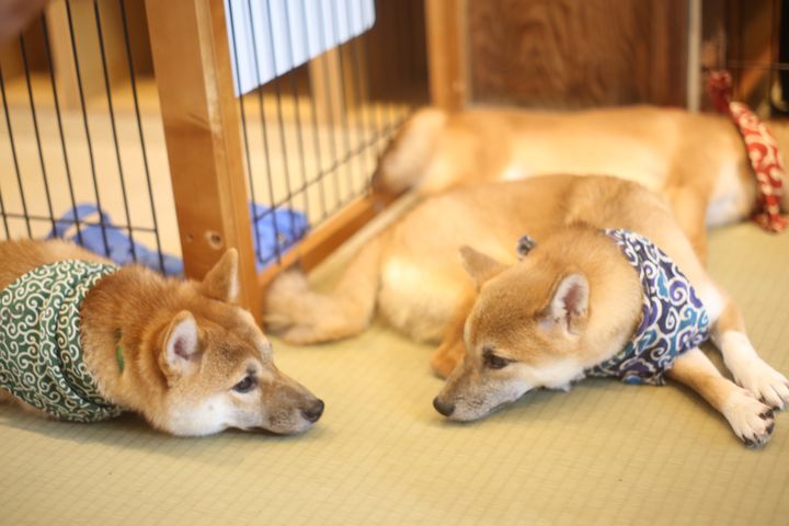 東京都内の犬カフェ・愛犬とゆっくり過ごせる場所10選！癒されたいあなたに。