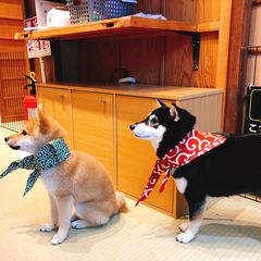 癒しが足りないあなたへ 東京都内の犬カフェ 犬と触れ合える場所10選 Retrip リトリップ
