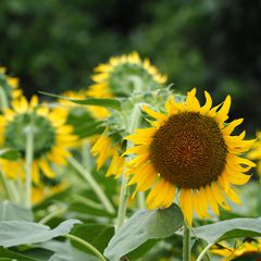 花 花 花に囲まれて 7月にみたい関東地方の 花の絶景 8選はこれだ Retrip リトリップ