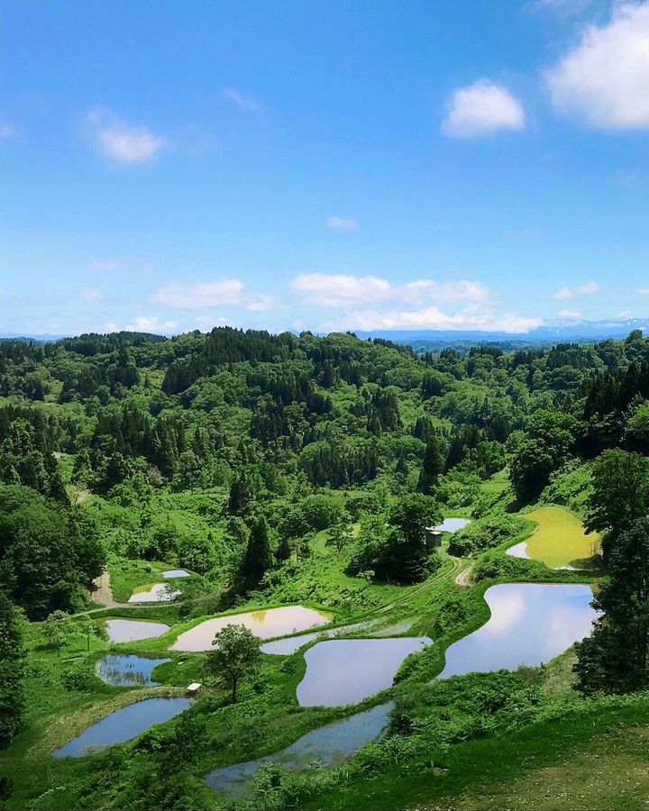 日本の幻想的“原風景”へ。和歌山「あらぎ島」の棚田を見に行き