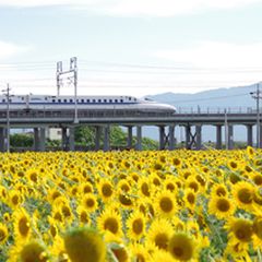 一度はいってみたい 花いっぱいのひまわり畑 東海地方のひまわり畑の名所8選 Retrip リトリップ