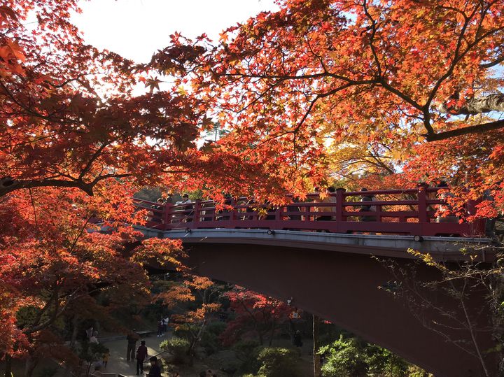 秋の風物詩”紅葉”。新潟県の「弥彦公園もみじ谷」へ紅葉狩りに出かけよう