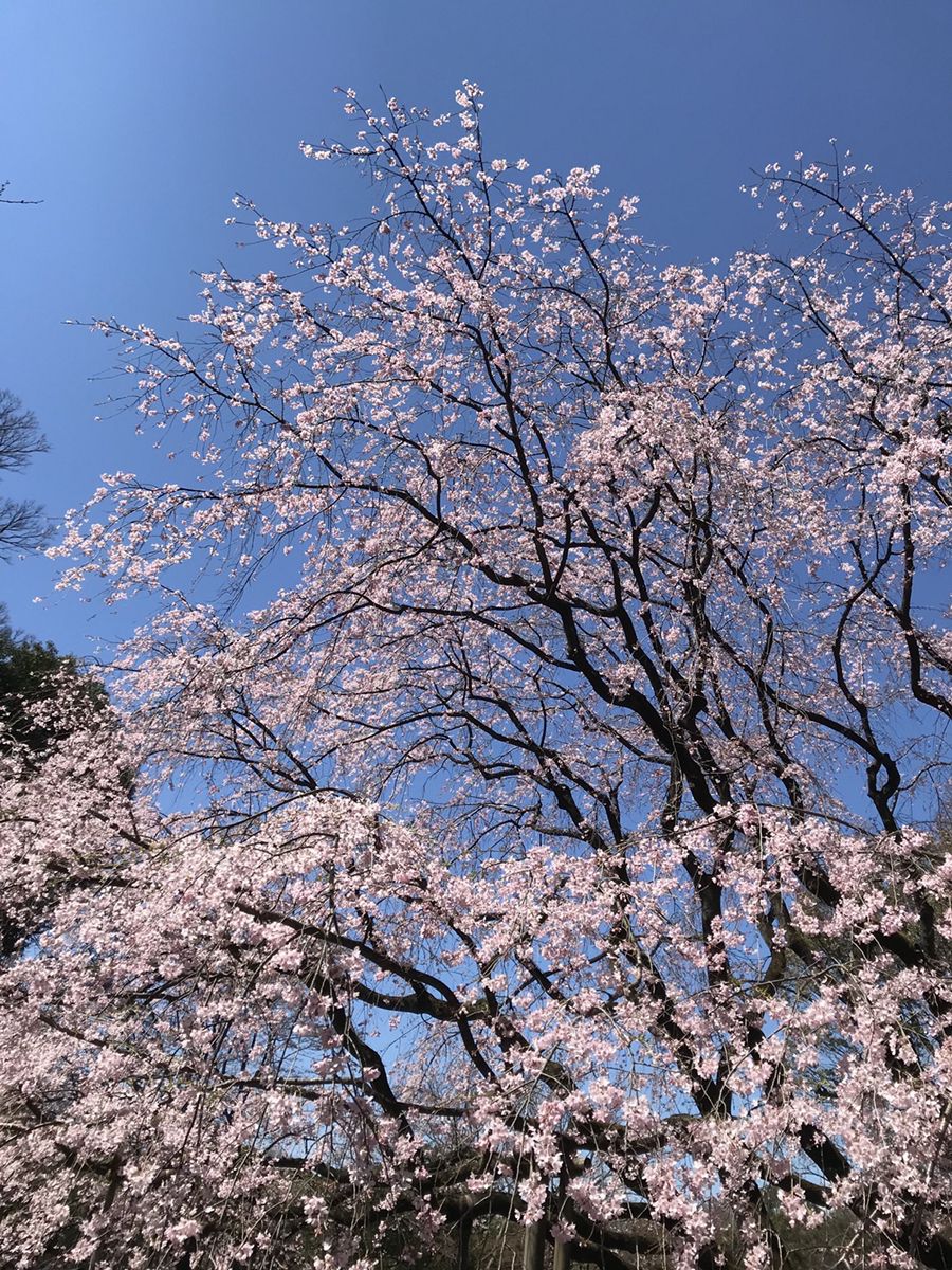 8枚目の画像 ピンク色に染まる綺麗な景色が広がる 日本全国の美しい 春の絶景 7選 Retrip リトリップ