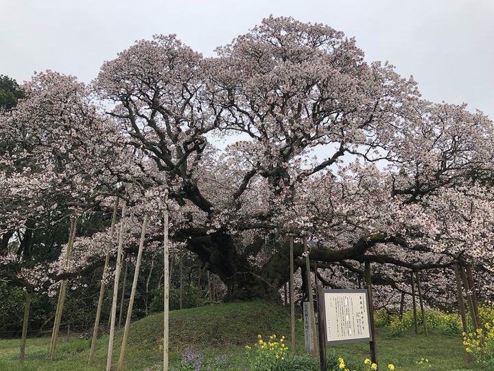 穴場の桜が こんなに絶景 関東周辺おすすめ花見名所５選 Retrip リトリップ