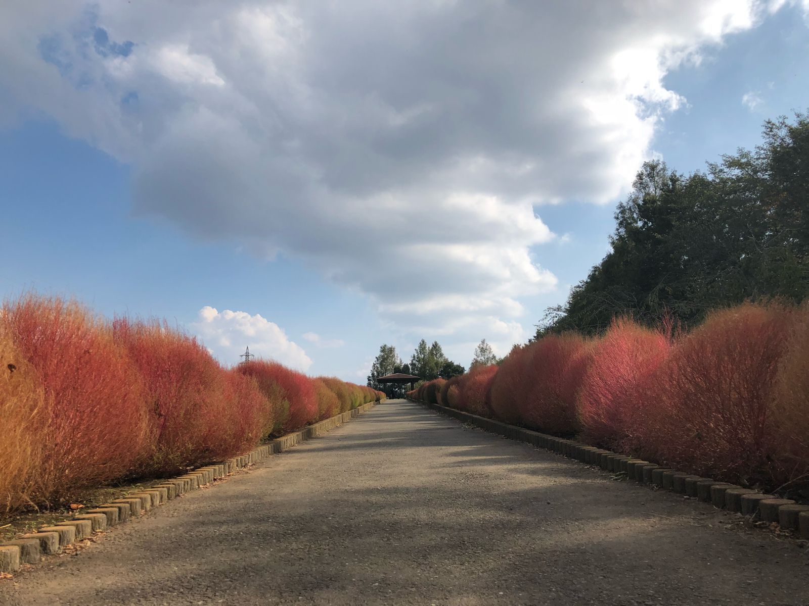 写真一覧 大宮花の丘農林公苑 Retrip リトリップ