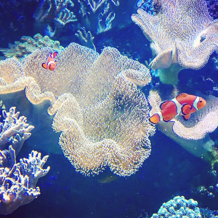 高級魚のどぐろが泳ぐ 新潟市水族館 マリンピア日本海 でしたい5つのこと Retrip リトリップ